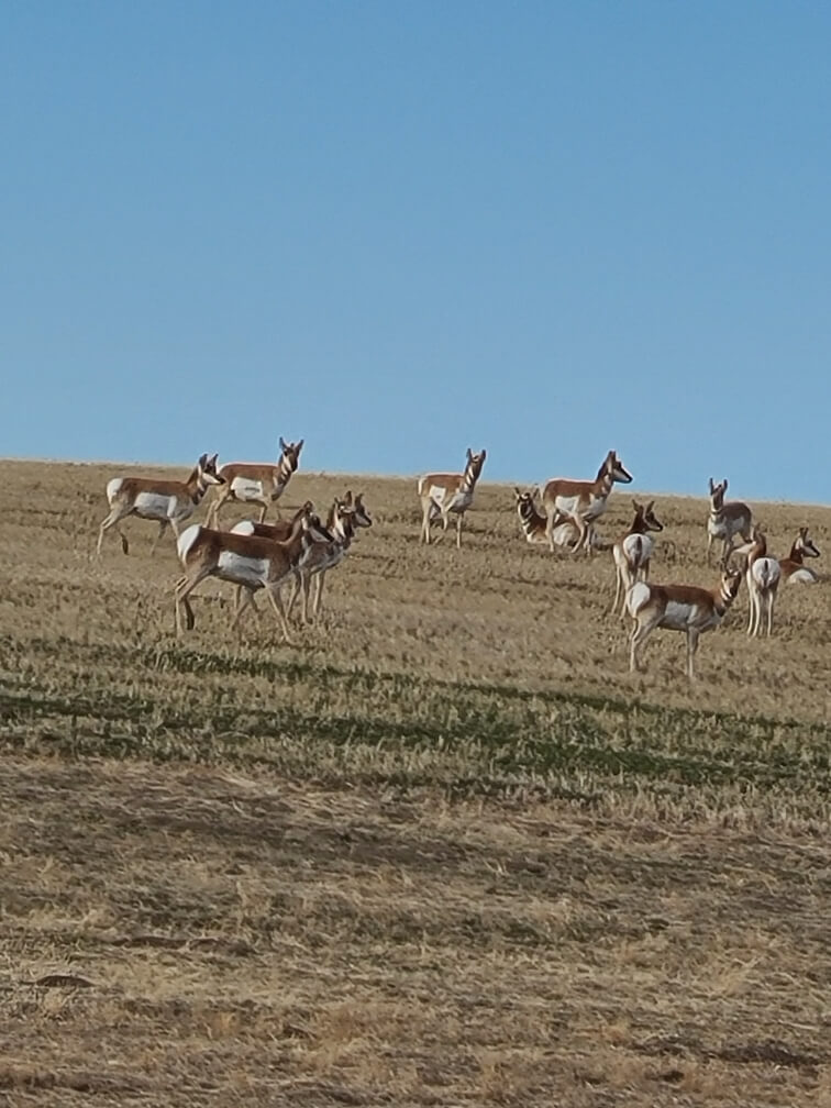 Antelope in pasture