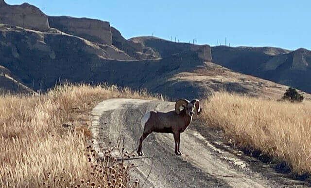 Rocky Mountain Big Horn Sheep Buck on trailhead road.
