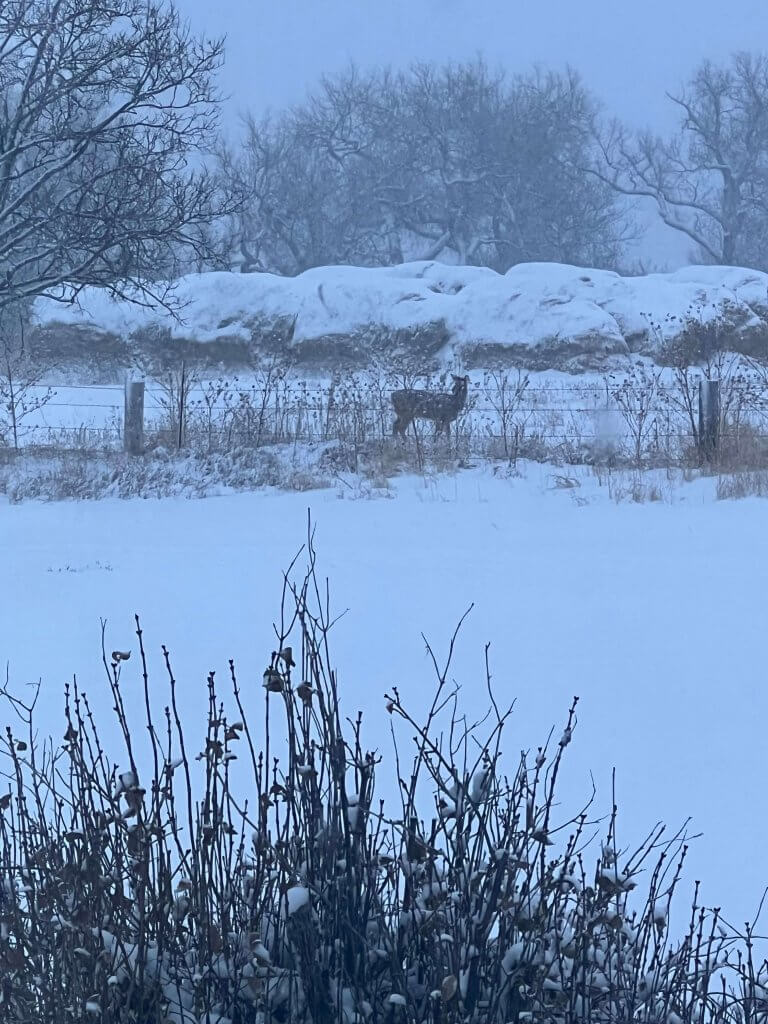 A deer stands alone near the barbed fence as the snow falls. Hay stacks and land covered with deep snow.