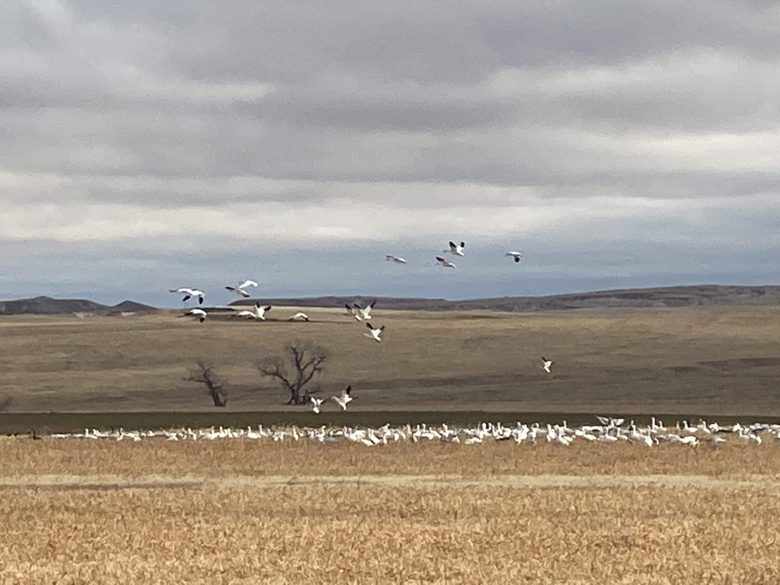 Snow geese in flight from a field