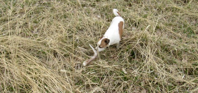 Peanut, a Jack Russel has found a deer antler shed