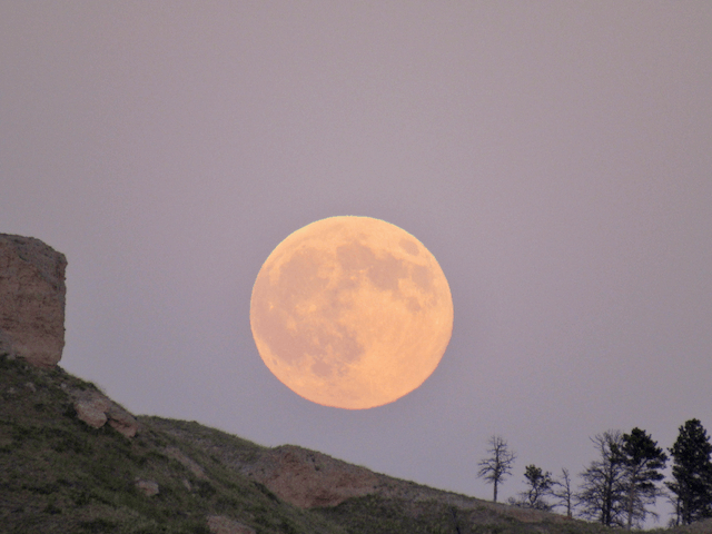Moon of the Pink
