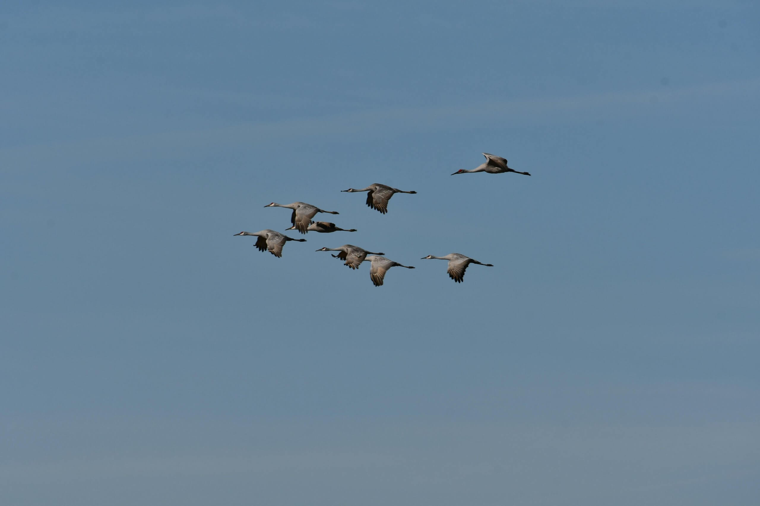 Sandhill Cranes fly over the ranch