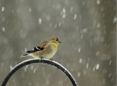 meadowlark in the rain